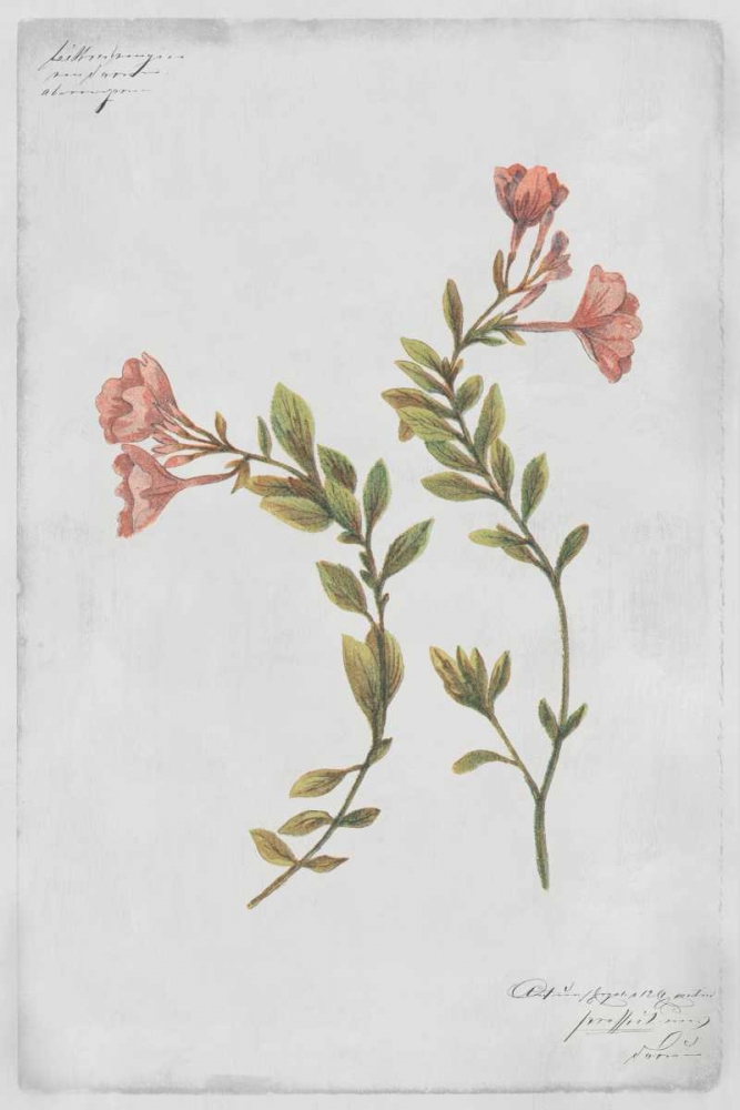 Epilobium Rigidum art print by PI Collection for $57.95 CAD
