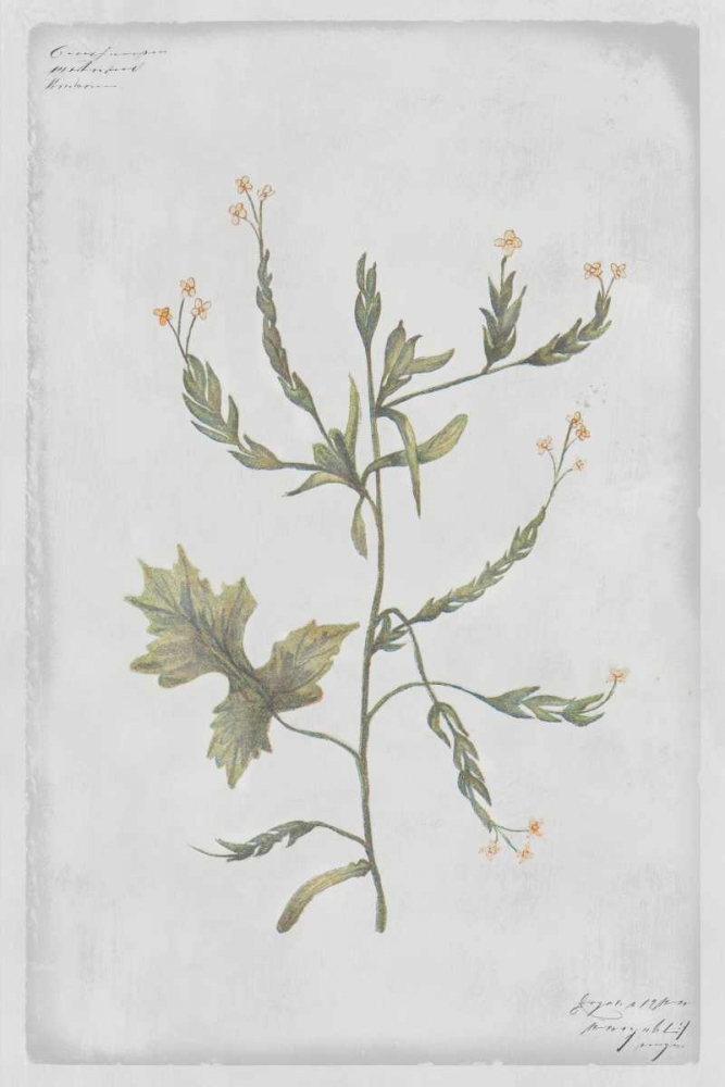 Hedge Mustard art print by PI Collection for $57.95 CAD