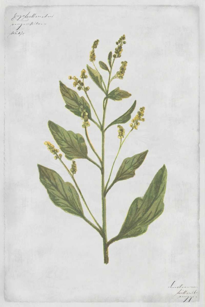 Lambs Quarters art print by PI Collection for $57.95 CAD