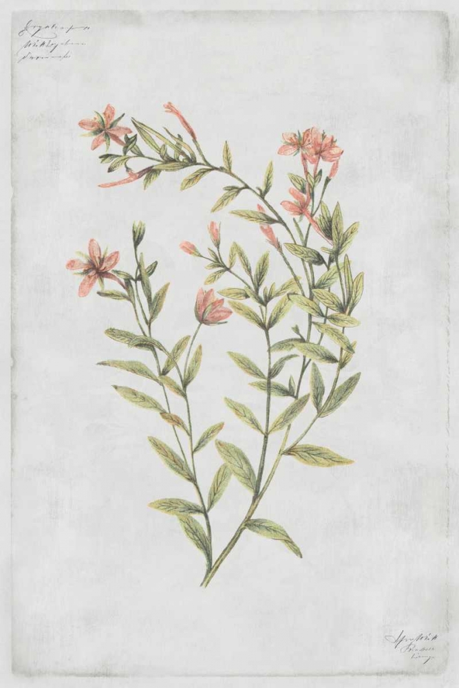 Buds Vol. IV Tav art print by PI Collection for $57.95 CAD