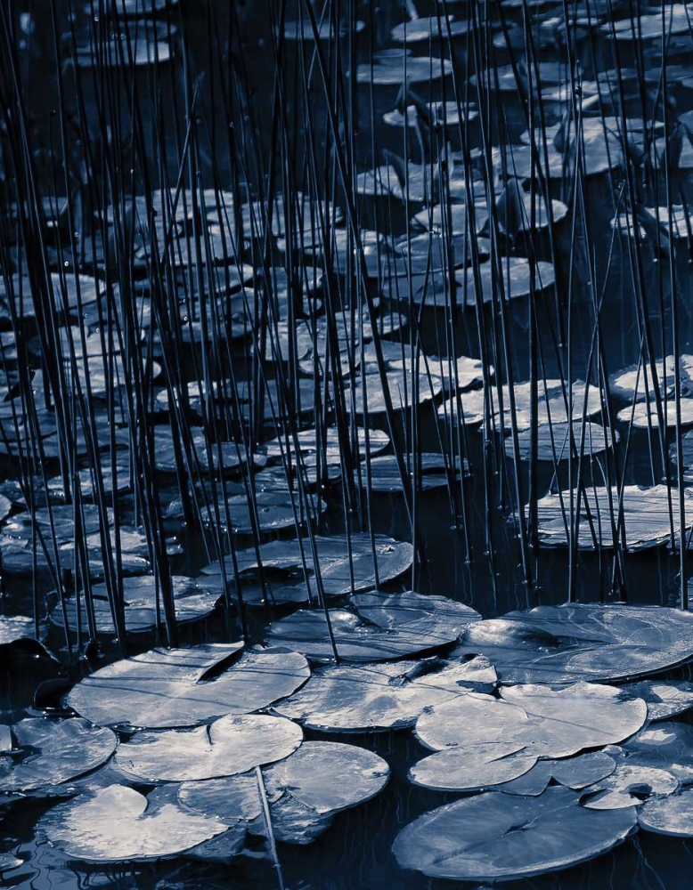 Lilly Pond Blue I art print by Rebecca Cozart for $57.95 CAD