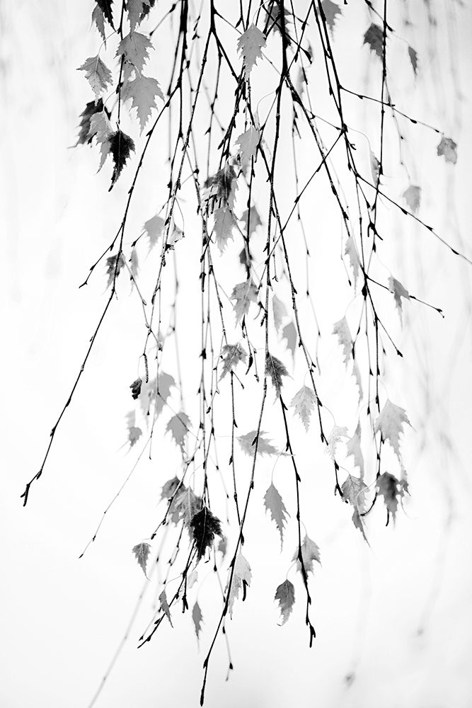 Hanging art print by Rebecca Cozart for $57.95 CAD