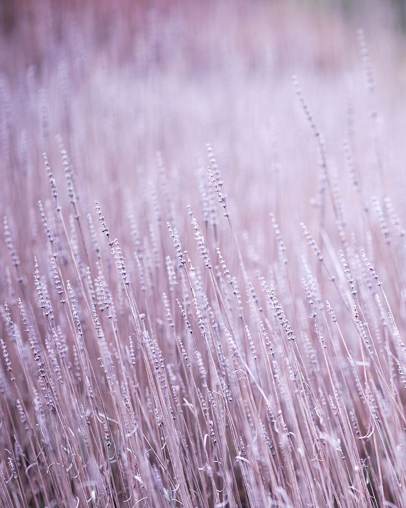 Lavender Abstract II art print by Rebecca Cozart for $57.95 CAD