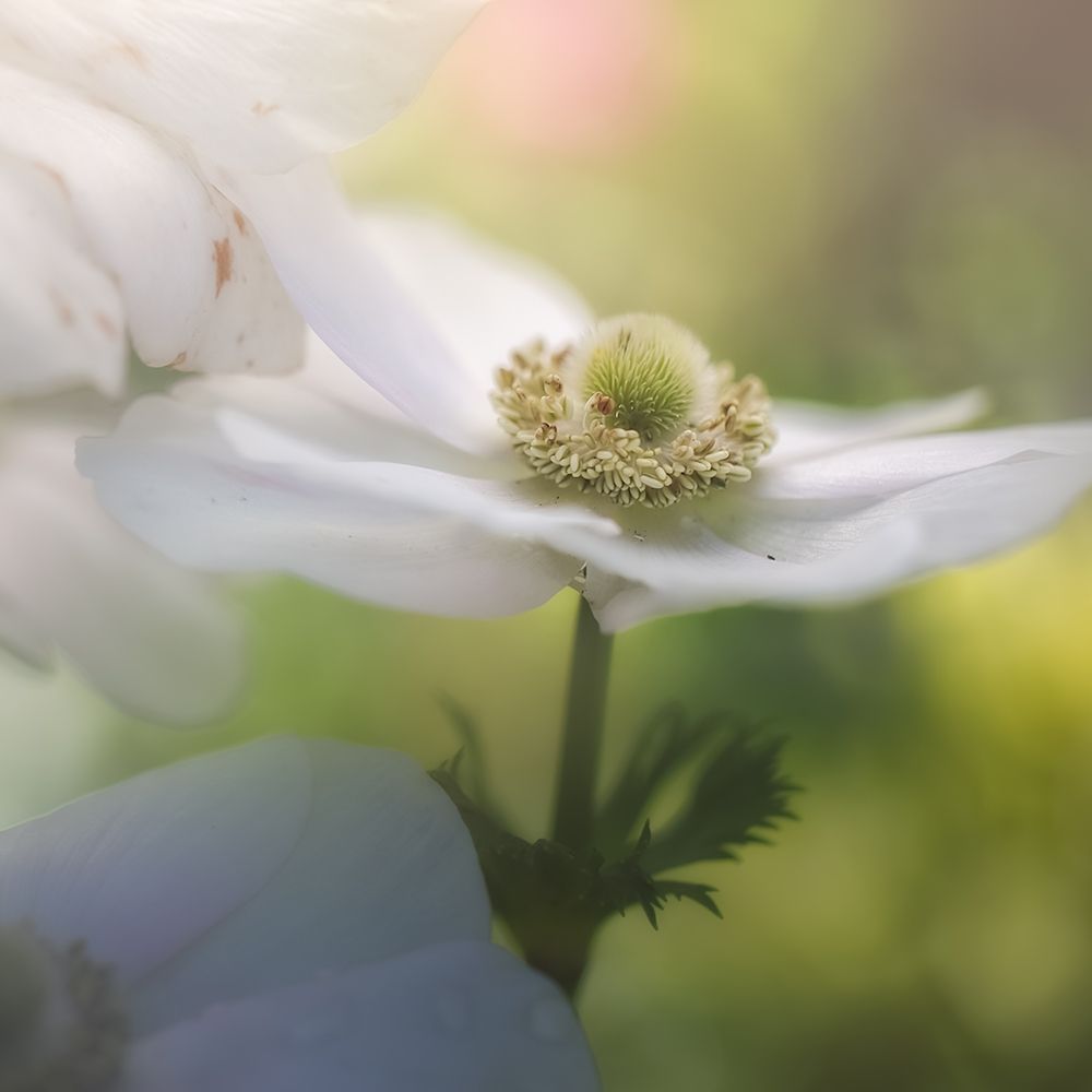 Chiffon I art print by Robert Schenck for $57.95 CAD