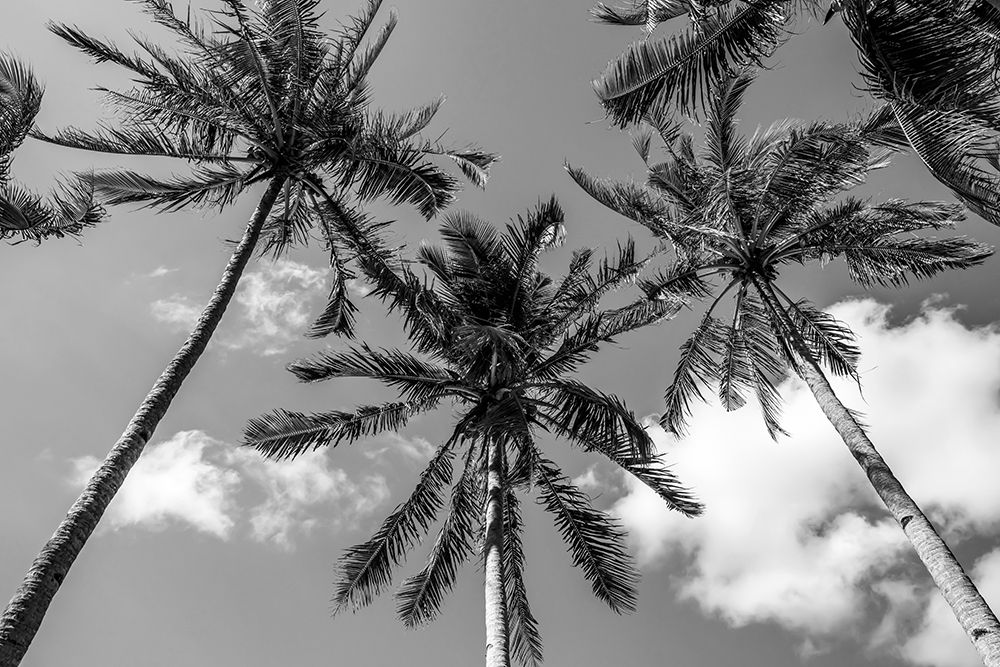 California Palms II art print by Richard Silver for $57.95 CAD