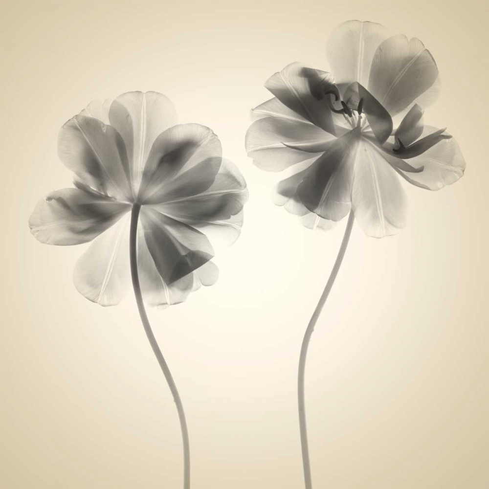 Soft I art print by Judy Stalus for $57.95 CAD