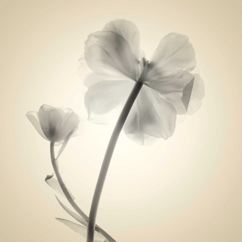Soft II art print by Judy Stalus for $57.95 CAD
