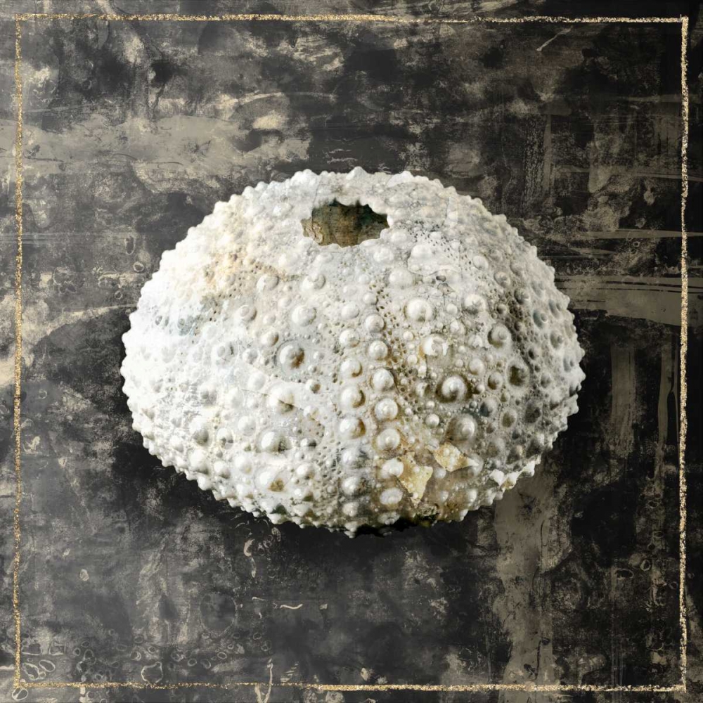 Marble Shell Series I art print by Edward Selkirk for $57.95 CAD