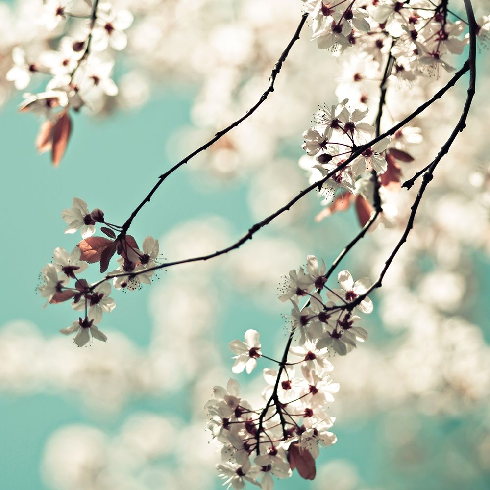 White Blossoms art print by Sylvia Cook for $57.95 CAD