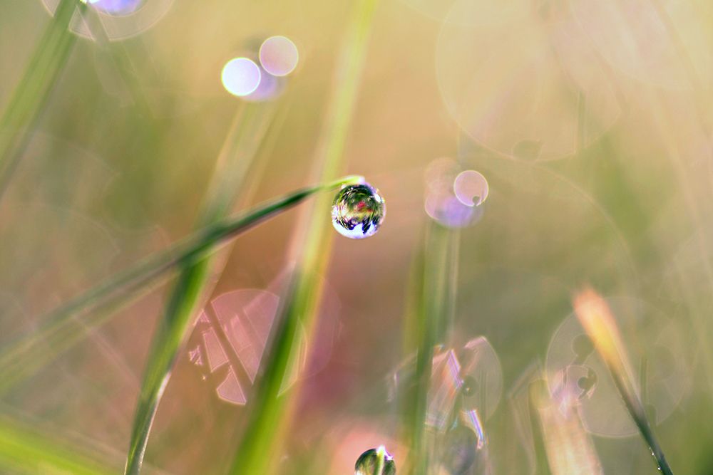 Waterdrop art print by Sylvia Cook for $57.95 CAD