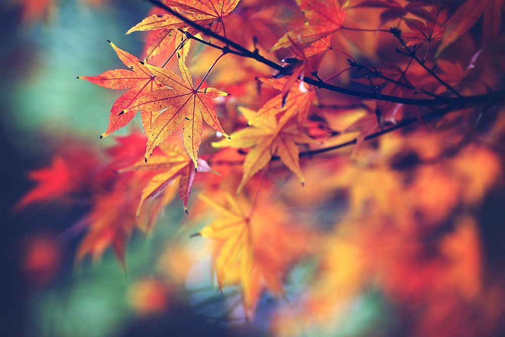 Fall Leaves art print by Sylvia Cook for $57.95 CAD