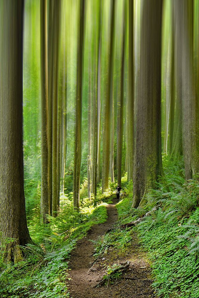 Enchanted Forest art print by Don Schwartz for $57.95 CAD