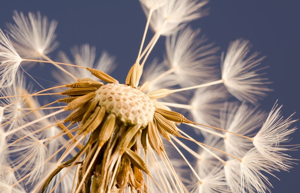 andelion Explosion art print by Don Schwartz for $57.95 CAD