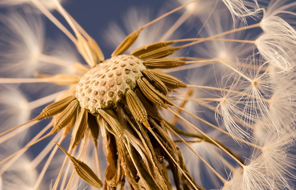 Dandelion Delight art print by Don Schwartz for $57.95 CAD