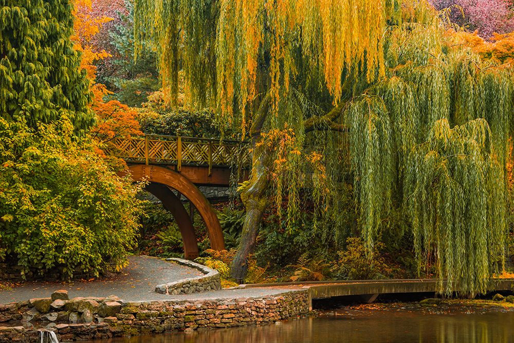 Willows Over the Pond art print by Don Schwartz for $57.95 CAD