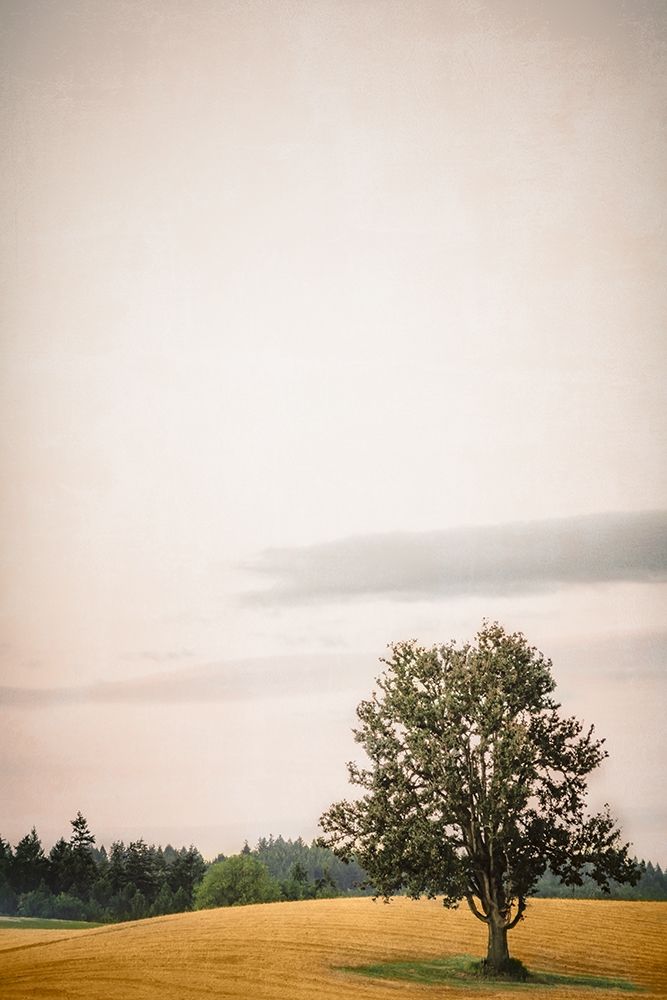 Tree in the Rolling art print by Don Schwartz for $57.95 CAD