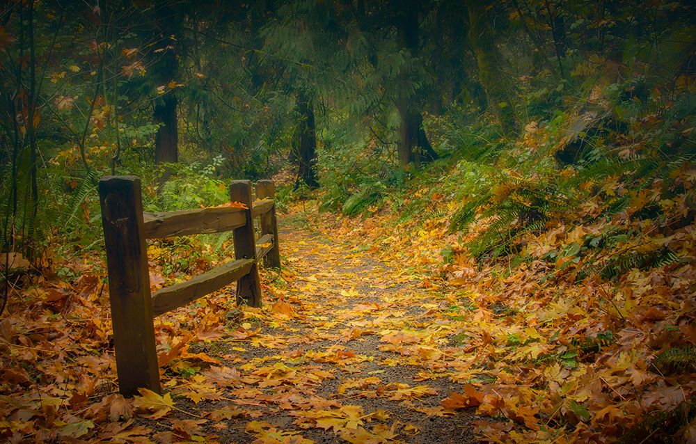 Leafy Path art print by Don Schwartz for $57.95 CAD