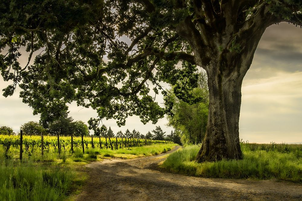 Winding Through the Vineyard├é┬á art print by Don Schwartz for $57.95 CAD