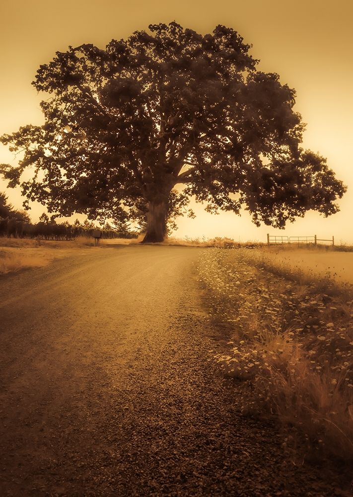 Final Tree art print by Don Schwartz for $57.95 CAD