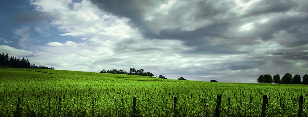 Rolling Vineyard art print by Don Schwartz for $57.95 CAD