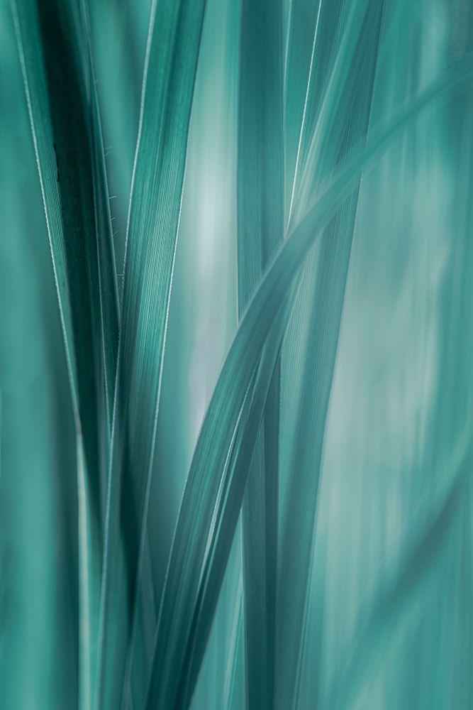 Summer Grasses art print by Don Schwartz for $57.95 CAD