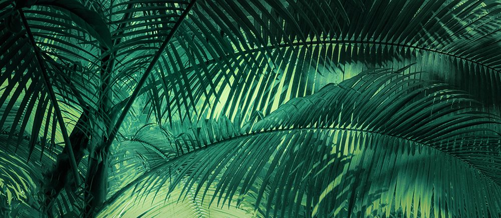 A Sunkissed Palms art print by Don Schwartz for $57.95 CAD