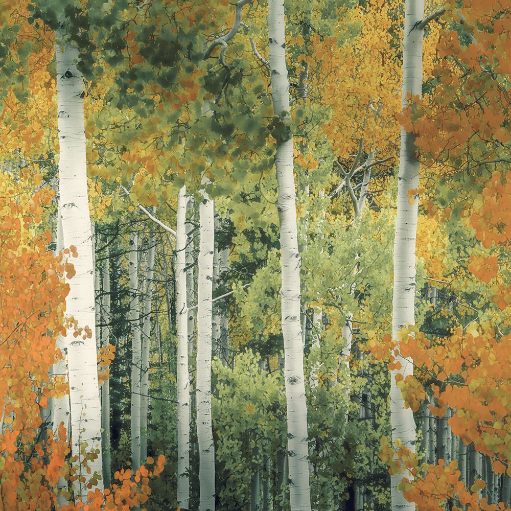 Colorado Aspen Forest art print by Don Schwartz for $57.95 CAD