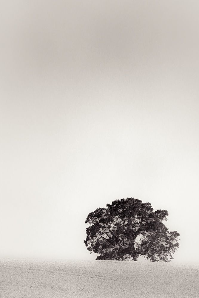 Big Tree in the Field of Wheat art print by Don Schwartz for $57.95 CAD