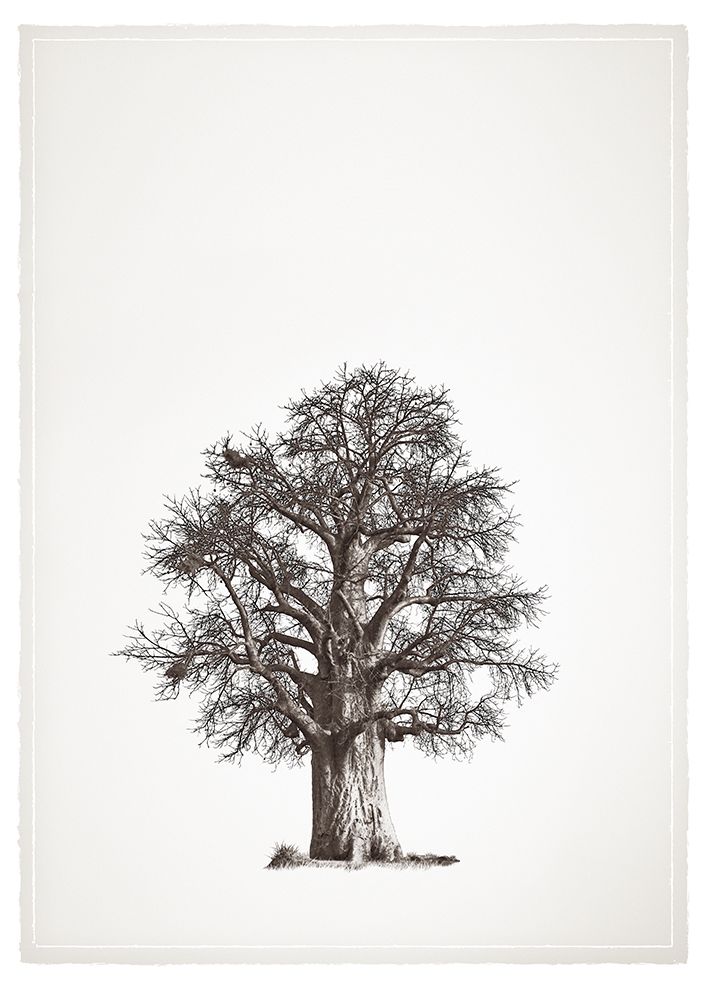 Baobab Tree II art print by Tiedge for $57.95 CAD