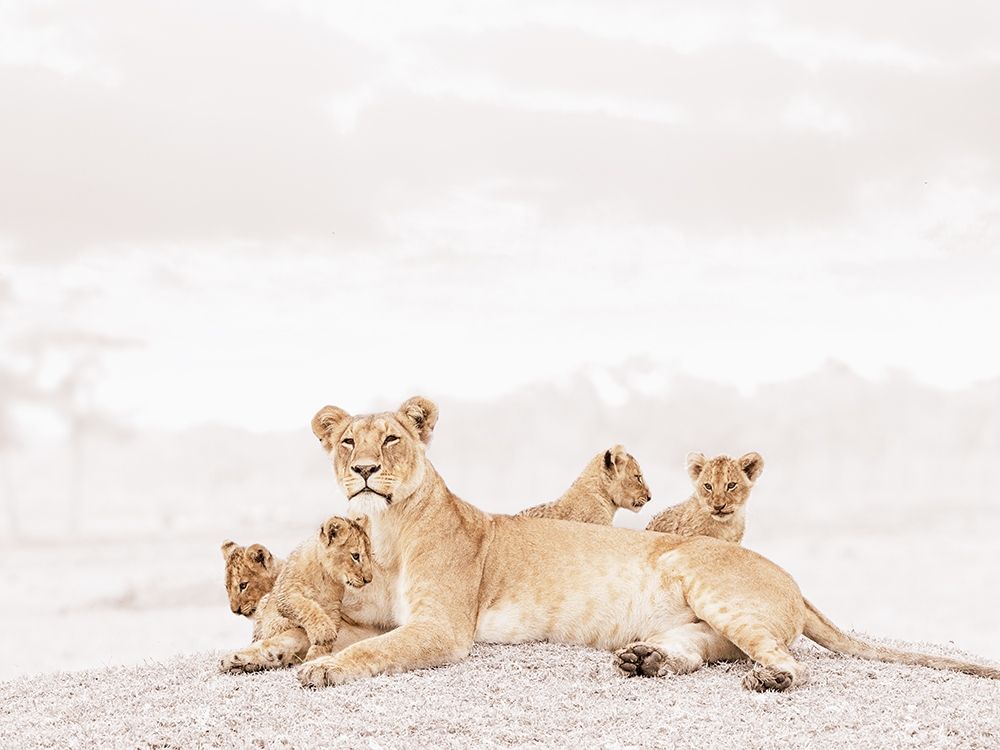 Proud Lioness art print by Tiedge for $57.95 CAD