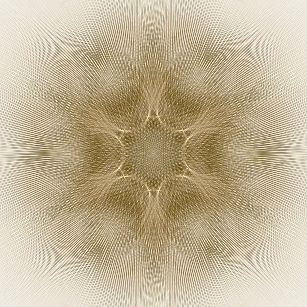 Sunbeam Flower art print by Petra Trimmel for $57.95 CAD