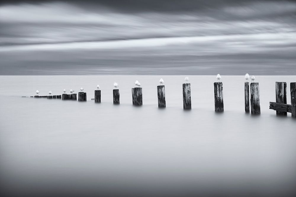 Stilts and Gulls art print by Chris Tennant for $57.95 CAD