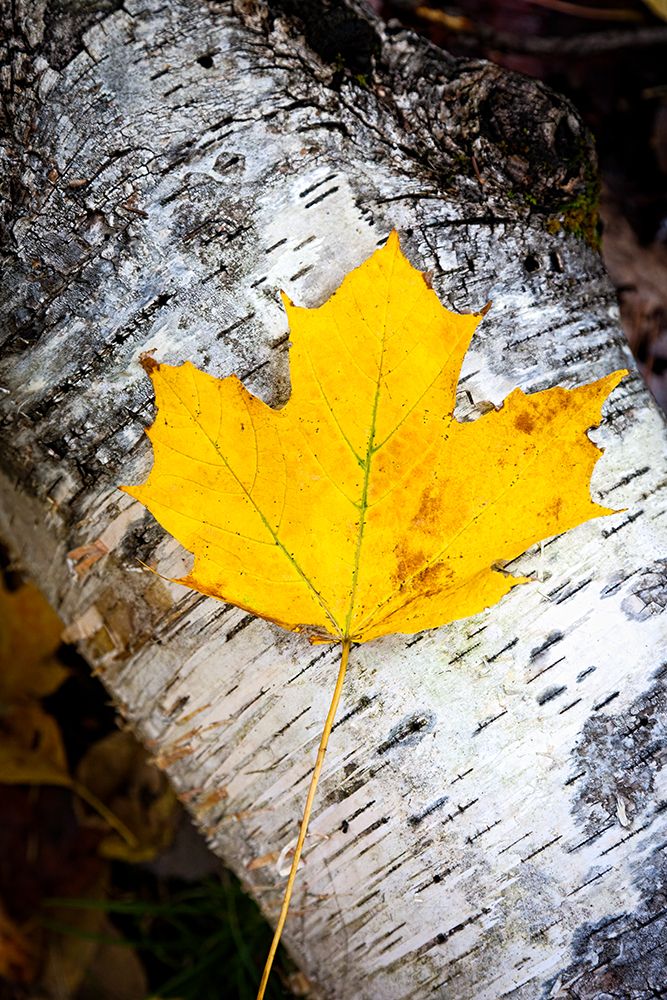 Birch Fall art print by Chris Tennant for $57.95 CAD