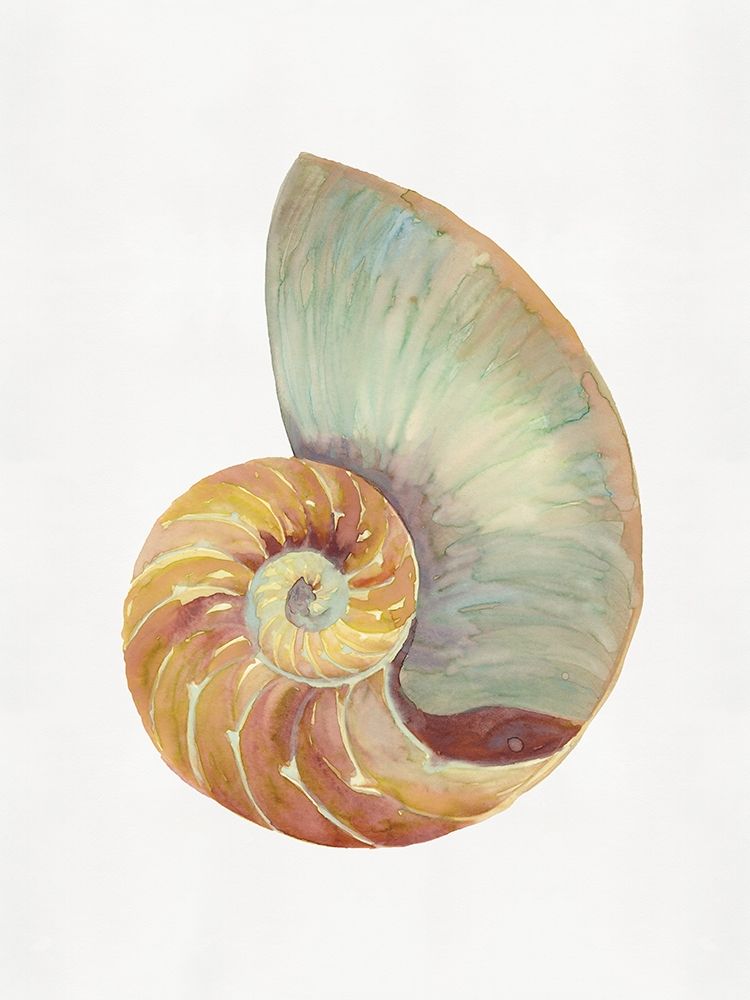 Nautilus Shell I art print by Stellar  Design Studio for $57.95 CAD