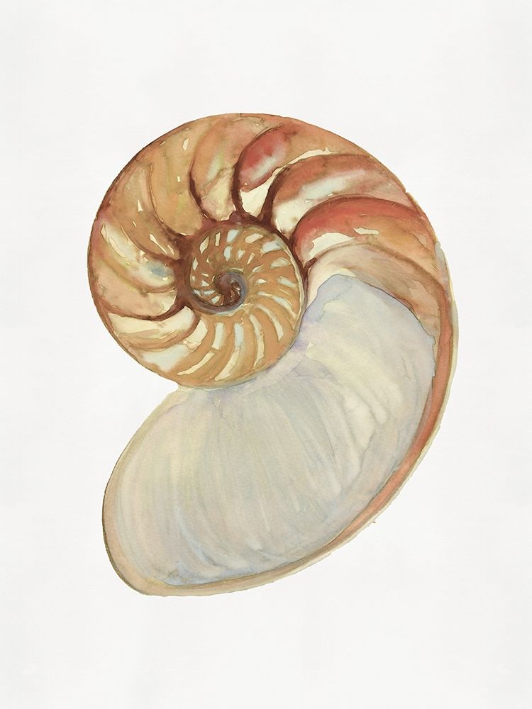 Nautilus Shell II art print by Stellar Design Studio for $57.95 CAD