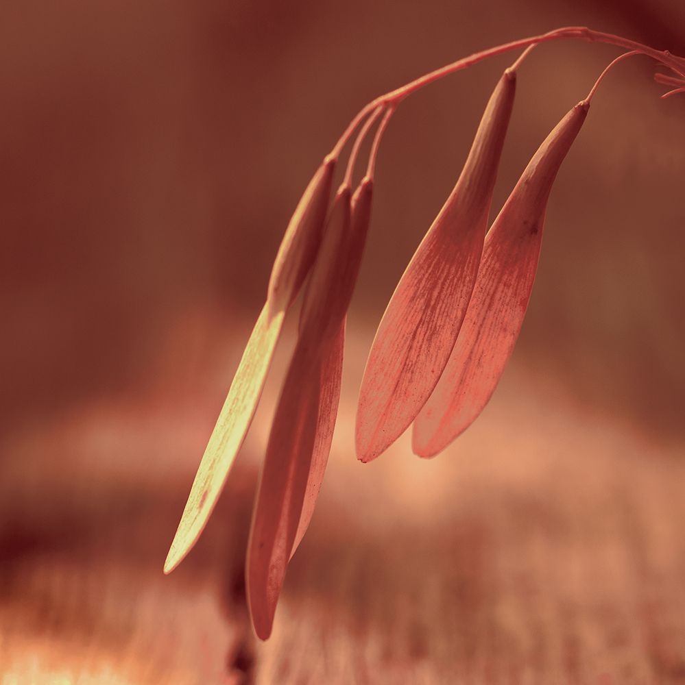 Fall Seeds art print by Surma And Guillen for $57.95 CAD