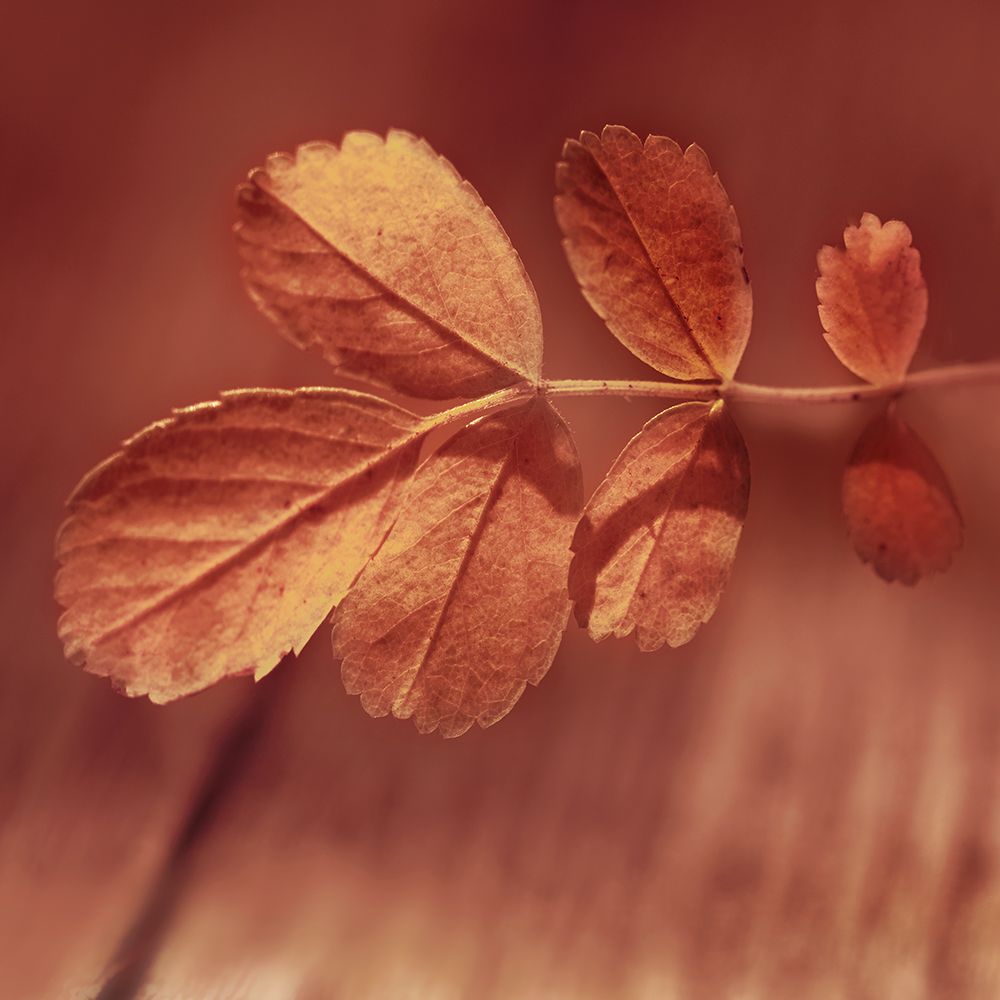 Red Fall Leaves art print by Surma And Guillen for $57.95 CAD