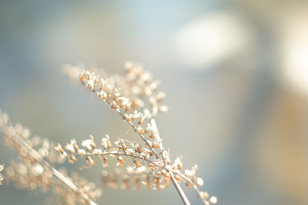 Golden Branch III art print by J:L Design for $57.95 CAD