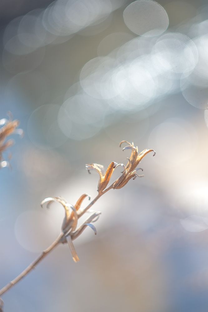 Spring Branch I art print by J:L Design for $57.95 CAD
