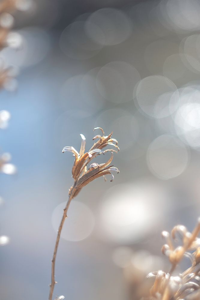 Spring Branch II art print by J:L Design for $57.95 CAD