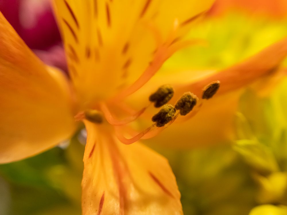 Sunlit Petals art print by J:L Design for $57.95 CAD