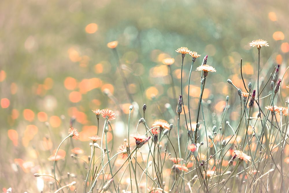 Wildflower Wind art print by J:L Design for $57.95 CAD