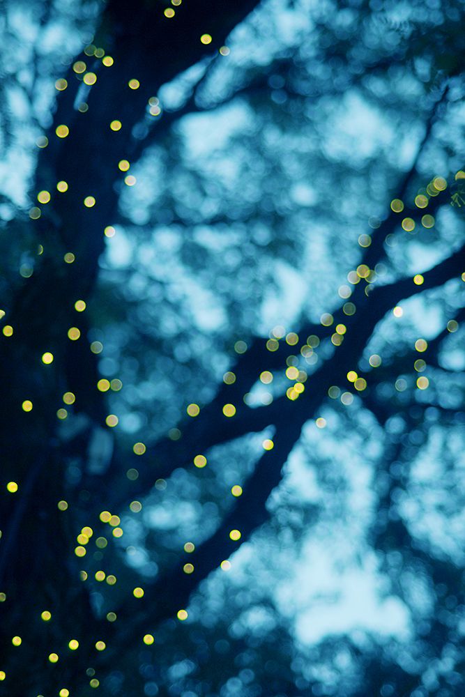Through the Bokeh art print by Chelsea Victoria for $57.95 CAD