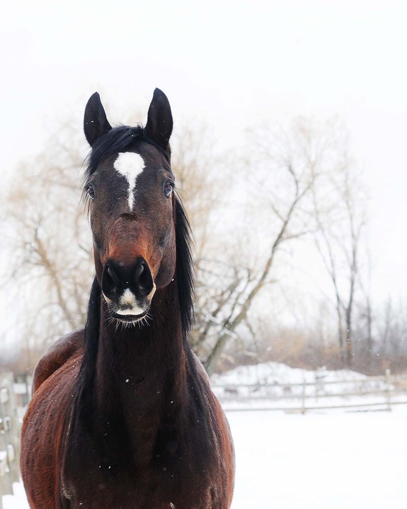 Stable Brown Horse art print by Chelsea Kedron for $57.95 CAD