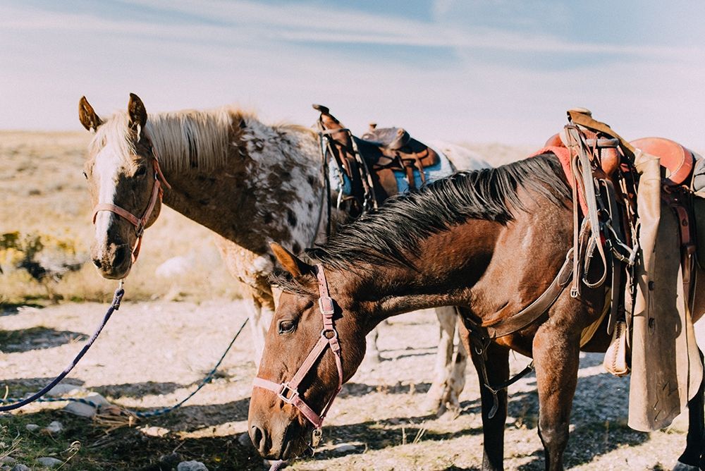 Two Saddle Horses I art print by Chelsea Victoria for $57.95 CAD