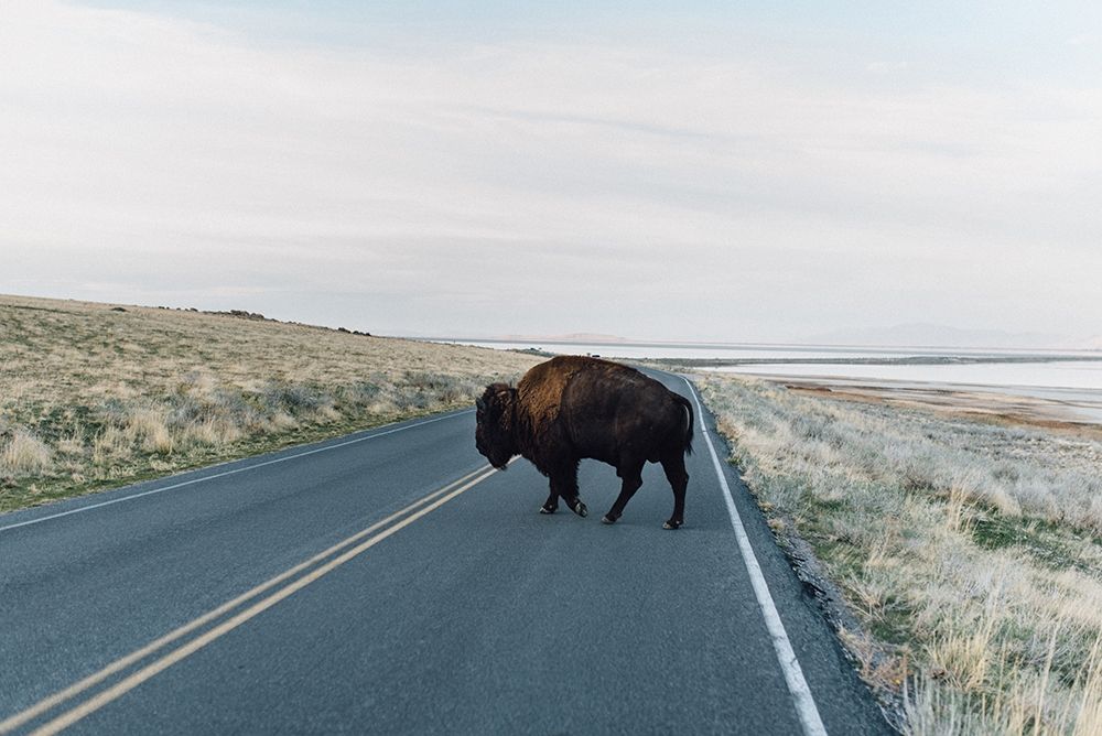 Bison Crossing art print by Chelsea Victoria for $57.95 CAD