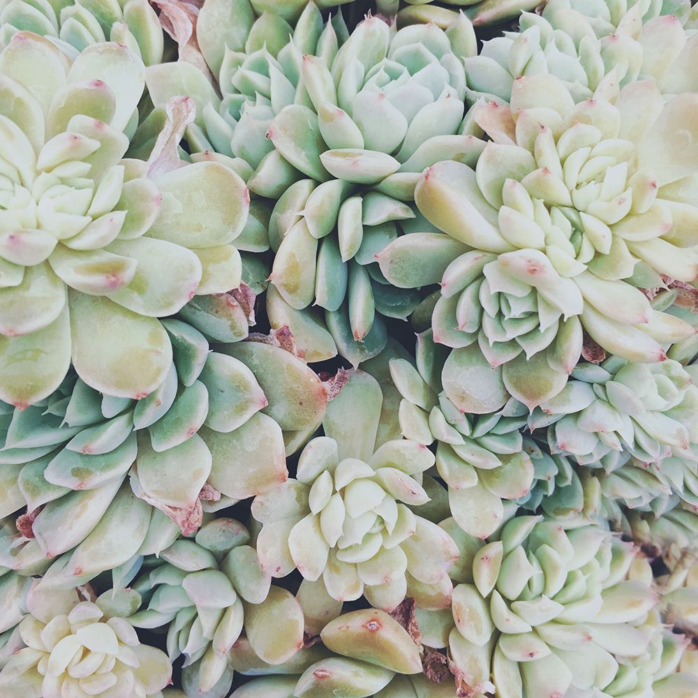 Translucent Succulents art print by Chelsea Victoria for $57.95 CAD