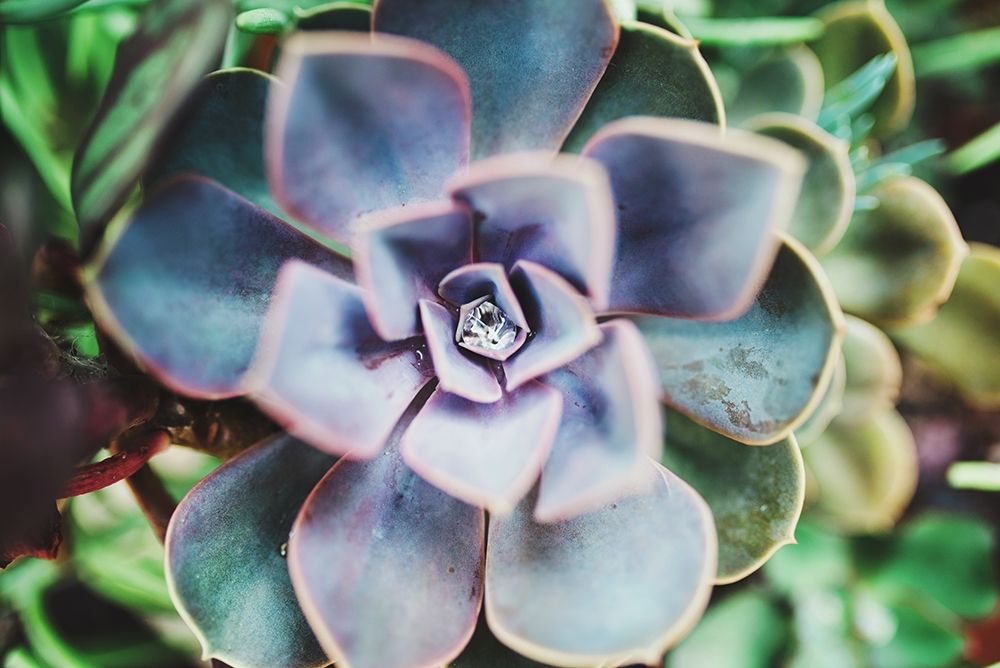 Succulence Beauty art print by Chelsea Victoria for $57.95 CAD
