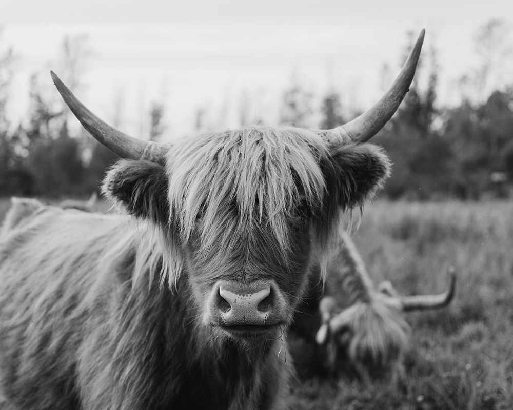 Cattle Smile art print by Chelsea Kedron for $57.95 CAD
