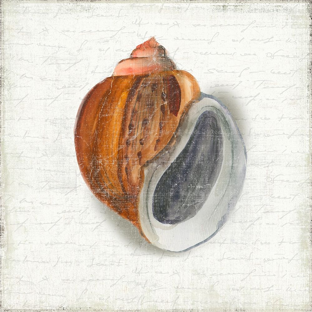 Seashell Portrait I art print by Aimee Wilson for $57.95 CAD
